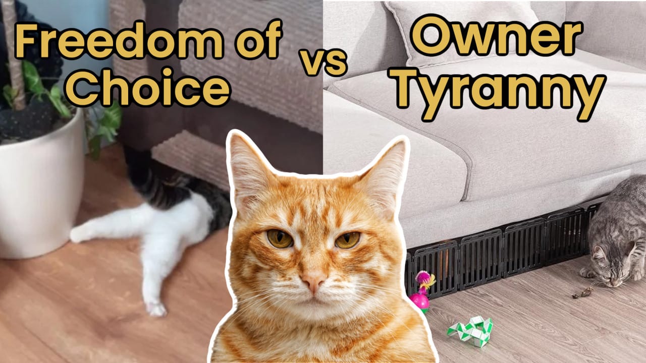 A concerned orange cat. The text says "Freedom of Choice" on the left [a cat is under the couch] vs. Owner Tyranny [and the couch bottom has a plastic protective gate]